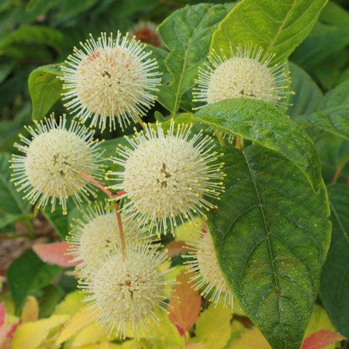 Cephalanthus occidentalis 'SMCOSS' ~ Sugar Shack® Buttonbush-ServeScape