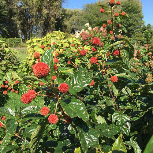 Cephalanthus occidentalis 'SMCOSS' ~ Sugar Shack® Buttonbush-ServeScape