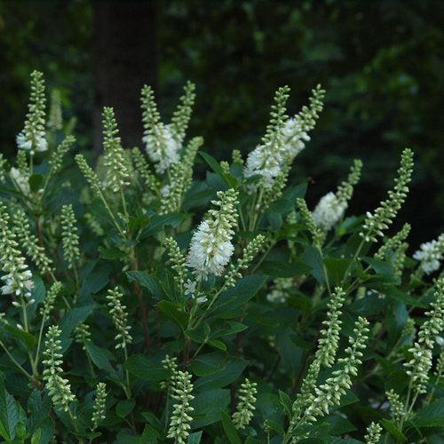 Clethra alnifolia 'Crystalina' ~ Sugartina® Summersweet-ServeScape