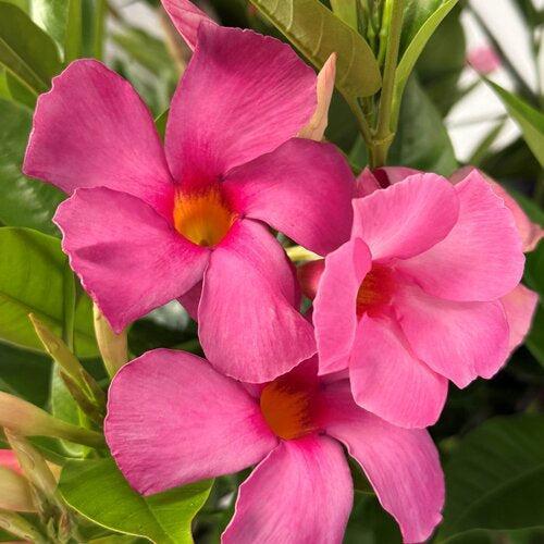 Mandevilla x 'Sundenia Suprema Vivid Pink’ ~ Monrovia® Sundenia® Suprema Vivid Pink Mandevilla-ServeScape