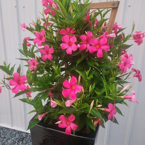 Mandevilla x 'Sundenia Suprema Vivid Pink’ ~ Monrovia® Sundenia® Suprema Vivid Pink Mandevilla-ServeScape