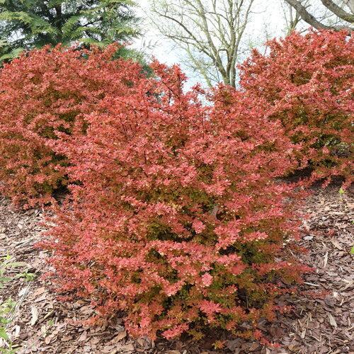 Berberis thunbergii 'NCBT4' ~ PW® Sunjoy Fast Neo® Barberry-ServeScape
