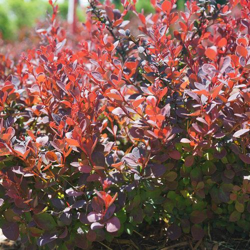 Berberis thunbergii 'NCBT1' PP30,330 ~ Sunjoy® Mini Maroon Barberry-ServeScape