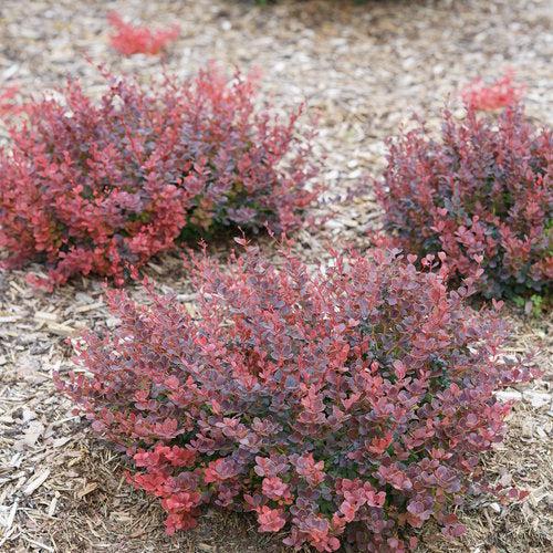 Berberis thunbergii 'NCBT1' PP30,330 ~ Sunjoy® Mini Maroon Barberry-ServeScape