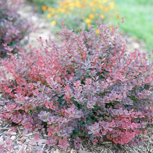 Berberis thunbergii 'NCBT1' PP30,330 ~ Sunjoy® Mini Maroon Barberry-ServeScape