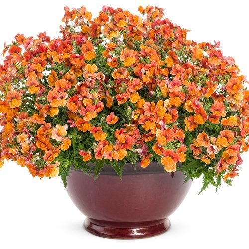Nemesia 'INNEMBLORA' ~ PW® Sunsatia® Blood Orange™ Nemesia-ServeScape