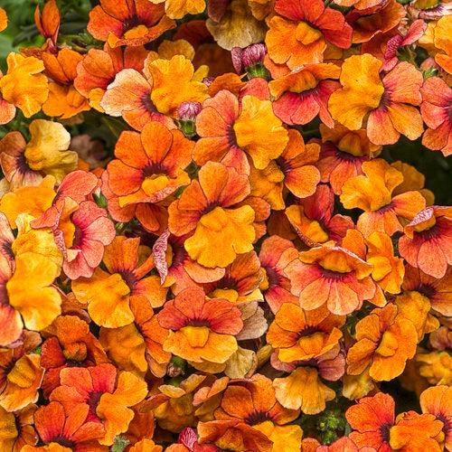 Nemesia 'INNEMBLORA' ~ PW® Sunsatia® Blood Orange™ Nemesia-ServeScape