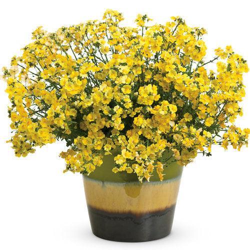 Nemesia 'Intraigoldtwo' ~ PW® Sunsatia® Lemon Nemesia-ServeScape