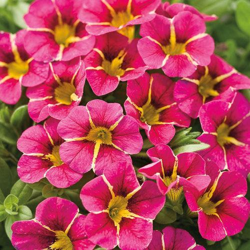 Calibrachoa hybrid 'USCAL91001' ~ PW® Superbells® Cherry Star Calibrachoa-ServeScape