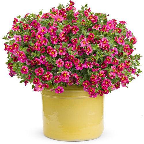 Calibrachoa hybrid 'USCAL91001' ~ PW® Superbells® Cherry Star Calibrachoa-ServeScape