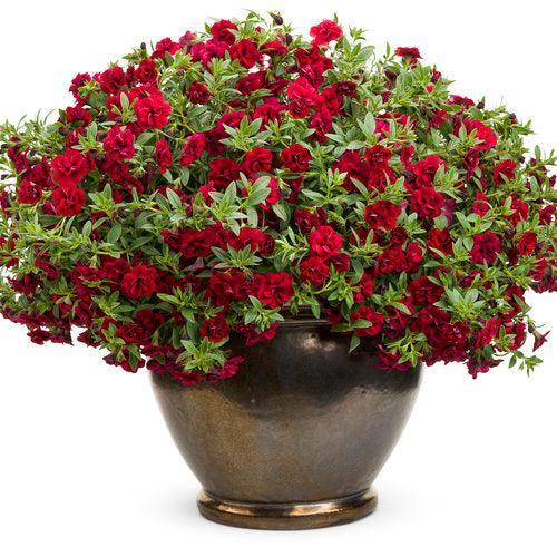 Calibrachoa hybrid 'USCAL83901' ~ PW® Superbells® Double Ruby Calibrachoa-ServeScape