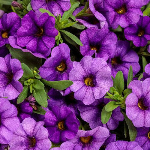 Calibrachoa hybrid 'WNCALSBBL24' ~ PW® Superbells® Blue Calibrachoa-ServeScape