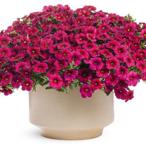 Calibrachoa hybrid 'USCAL23101' ~ PW® Superbells® Cherry Red Calibrachoa-ServeScape