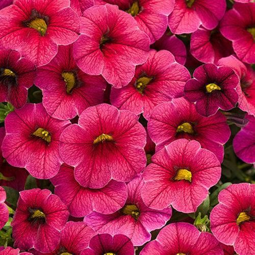 Calibrachoa hybrid 'USCAL23101' ~ PW® Superbells® Cherry Red Calibrachoa-ServeScape