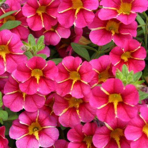 Calibrachoa hybrid 'USCAL91001' ~ PW® Superbells® Cherry Star Calibrachoa-ServeScape