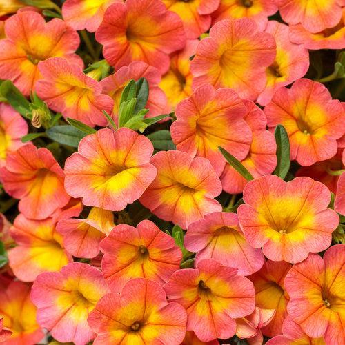 Calibrachoa hybrid 'BBCAL99001' ~ PW® Superbells® Coral Sun™ Calibrachoa-ServeScape