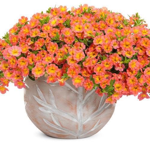 Calibrachoa hybrid 'BBCAL99001' ~ PW® Superbells® Coral Sun™ Calibrachoa-ServeScape