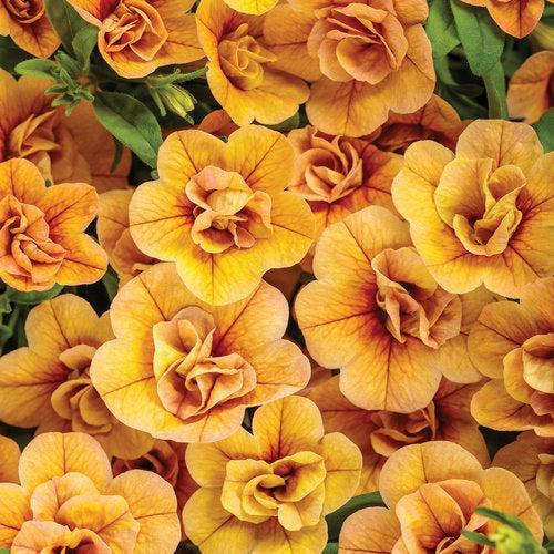 Calibrachoa hybrid ''KLECA20428' ~ PW® Superbells® Double Amber Calibrachoa-ServeScape