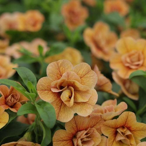 Calibrachoa hybrid ''KLECA20428' ~ PW® Superbells® Double Amber Calibrachoa-ServeScape