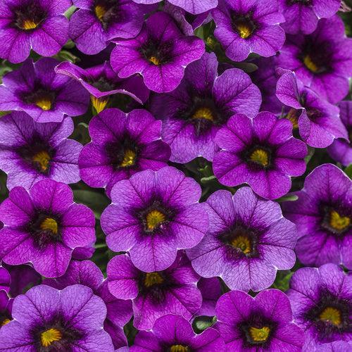 Calibrachoa hybrid 'JGCAL09404' ~ PW® Superbells® Grape Punch™ Calibrachoa-ServeScape