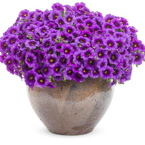 Calibrachoa hybrid 'JGCAL09404' ~ PW® Superbells® Grape Punch™ Calibrachoa-ServeScape