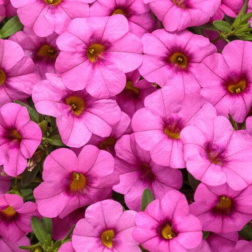 Calibrachoa hybrid 'WNCALSBPK24' ~ PW® Superbells® Pink Calibrachoa-ServeScape