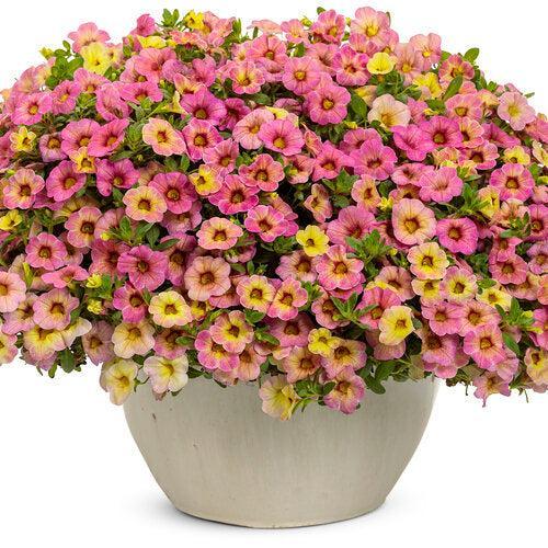 Calibrachoa hybrid 'Pink Lemonade' ~ PW® Superbells Magic® Pink Lemonade Calibrachoa-ServeScape