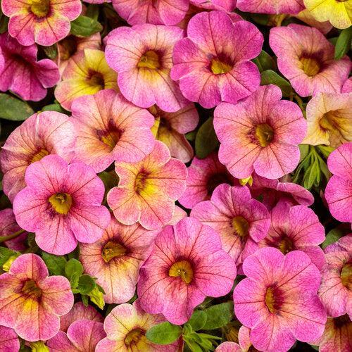 Calibrachoa hybrid 'Pink Lemonade' ~ PW® Superbells Magic® Pink Lemonade Calibrachoa-ServeScape