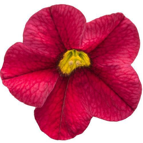 Calibrachoa hybrid 'INCALIMRED' ~ PW® Superbells® Red Calibrachoa-ServeScape