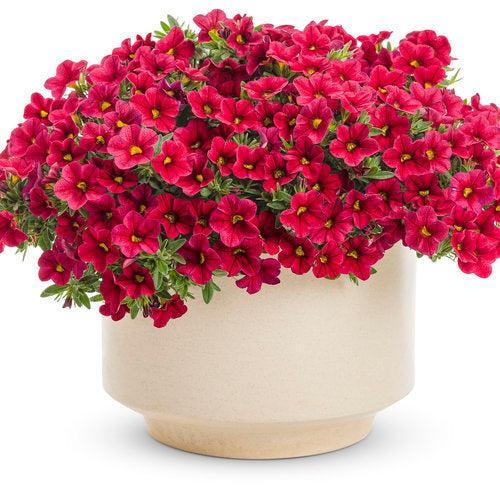 Calibrachoa hybrid 'INCALIMRED' ~ PW® Superbells® Red Calibrachoa-ServeScape