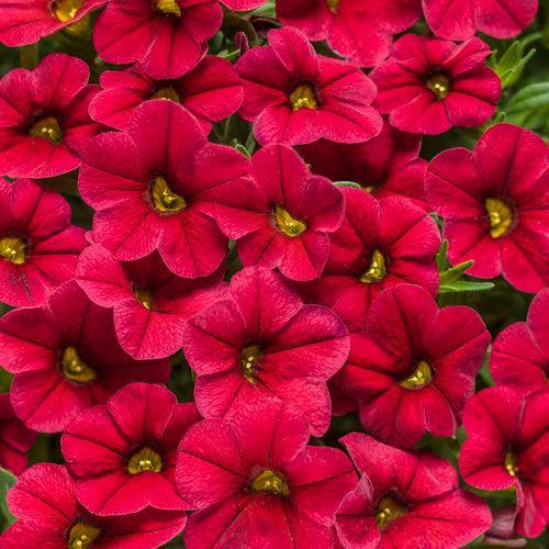 Calibrachoa hybrid 'INCALIMRED' ~ PW® Superbells® Red Calibrachoa-ServeScape