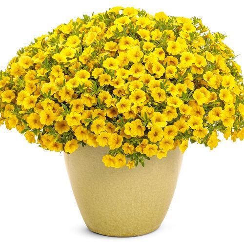 Calibrachoa hybrid 'WNCALSBYEL23' ~ PW® Superbells® Yelow Calibrachoa-ServeScape