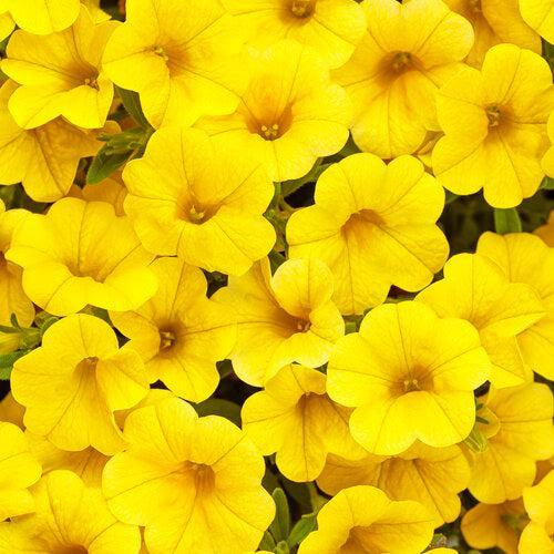 Calibrachoa hybrid 'WNCALSBYEL23' ~ PW® Superbells® Yelow Calibrachoa-ServeScape