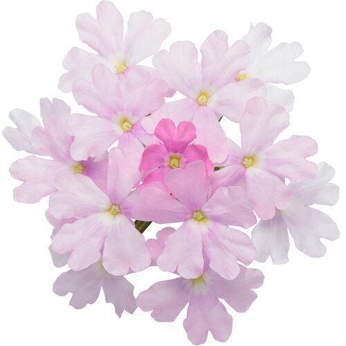 Verbena x hybrida 'WNVERSVPC24' USPP 35,935 ~ Superbena® Pink Cashmere™ Verbena-ServeScape