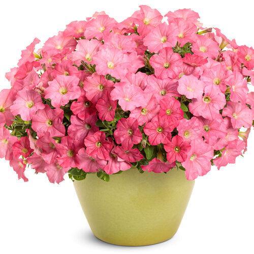 Petunia hybrid 'INPETBEACH' ~ PW® Supertunia® Bermuda Beach® Petunia-ServeScape