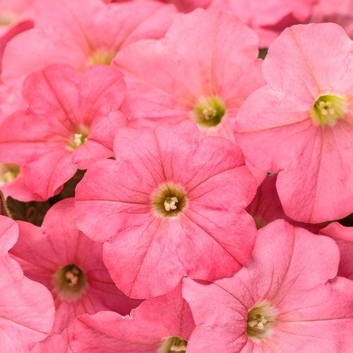 Petunia hybrid 'INPETBEACH' ~ PW® Supertunia® Bermuda Beach® Petunia-ServeScape