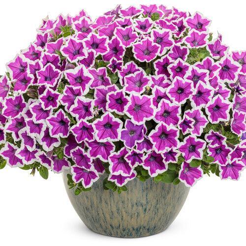 Petunia hybrid 'DPETPW1782' ~ PW® Supertunia® Hoopla® Vivid Orchid™ Petunia-ServeScape