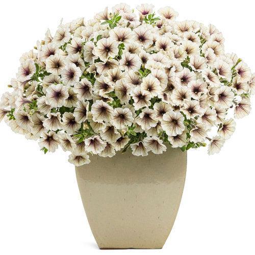 Petunia hybrid 'Kerlatte' ~ PW® Supertunia® Latte™ Petunia-ServeScape