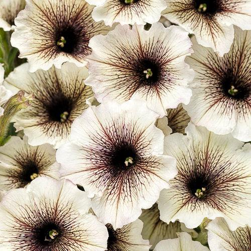 Petunia hybrid 'Kerlatte' ~ PW® Supertunia® Latte™ Petunia-ServeScape