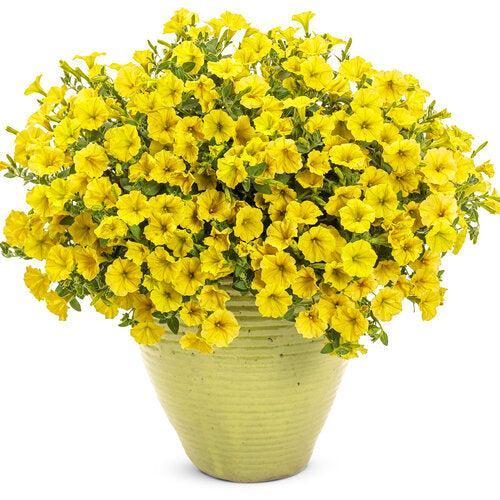 Petunia hybrid 'WGPESMVYEL' ~ PW® Supertunia Mini Vista® Yellow Petunia-ServeScape