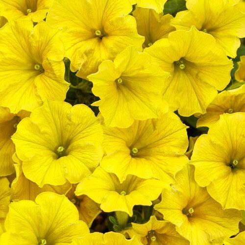 Petunia hybrid 'WGPESMVYEL' ~ PW® Supertunia Mini Vista® Yellow Petunia-ServeScape