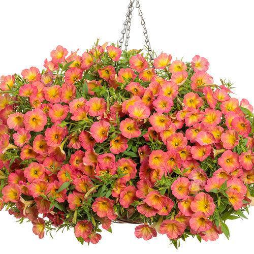 Petunia hybrid 'WNPETSTPER23' ~ PW® Supertunia® Persimmon Petunia-ServeScape