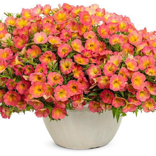 Petunia hybrid 'WNPETSTPER23' ~ PW® Supertunia® Persimmon Petunia-ServeScape