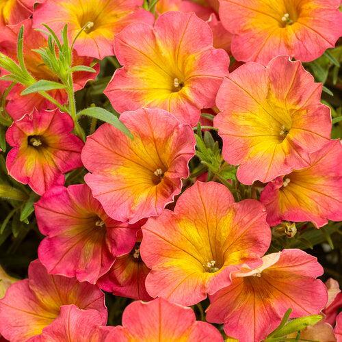 Petunia hybrid 'WNPETSTPER23' ~ PW® Supertunia® Persimmon Petunia-ServeScape