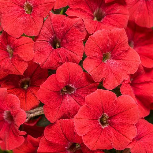 Petunia hybrid 'Really Red' ~ PW® Supertunia® Really Red Petunia-ServeScape