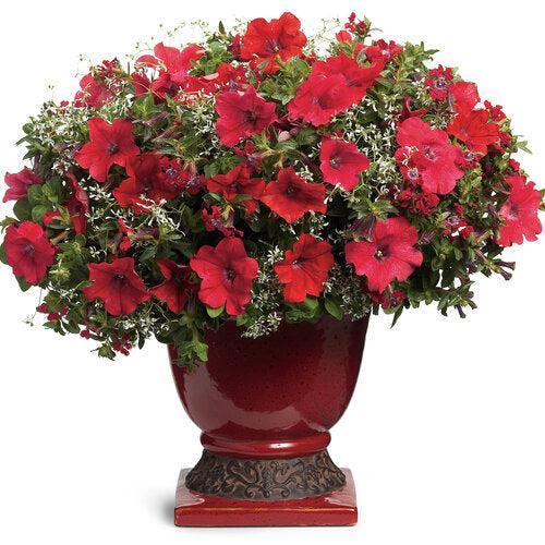 Petunia hybrid 'Really Red' ~ PW® Supertunia® Really Red Petunia-ServeScape