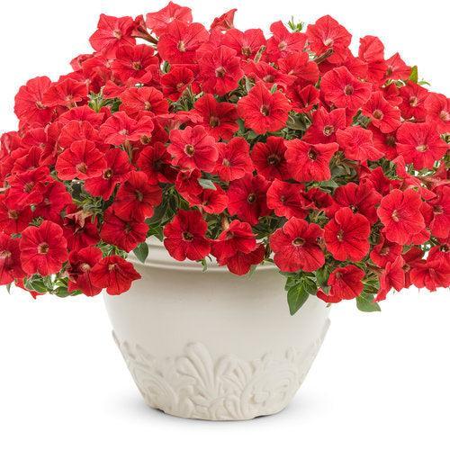 Petunia hybrid 'Really Red' ~ PW® Supertunia® Really Red Petunia-ServeScape