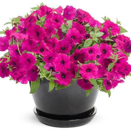 Petunia hybrid 'INPETROYMA’ ~ PW® Supertunia® Royal Magenta® Petunia-ServeScape