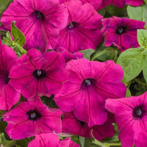 Petunia hybrid 'INPETROYMA’ ~ PW® Supertunia® Royal Magenta® Petunia-ServeScape