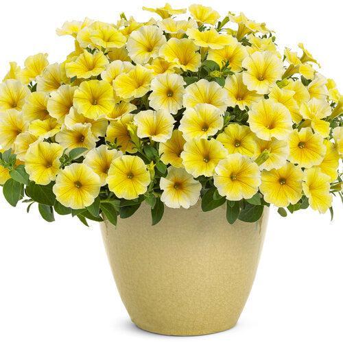 Petunia hybrid 'Balcobees' ~ PW® Supertunia® Saffron Finch™ Petunia-ServeScape